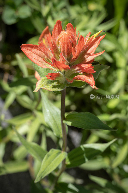 巨大的红色印第安画笔，Castilleja miniata